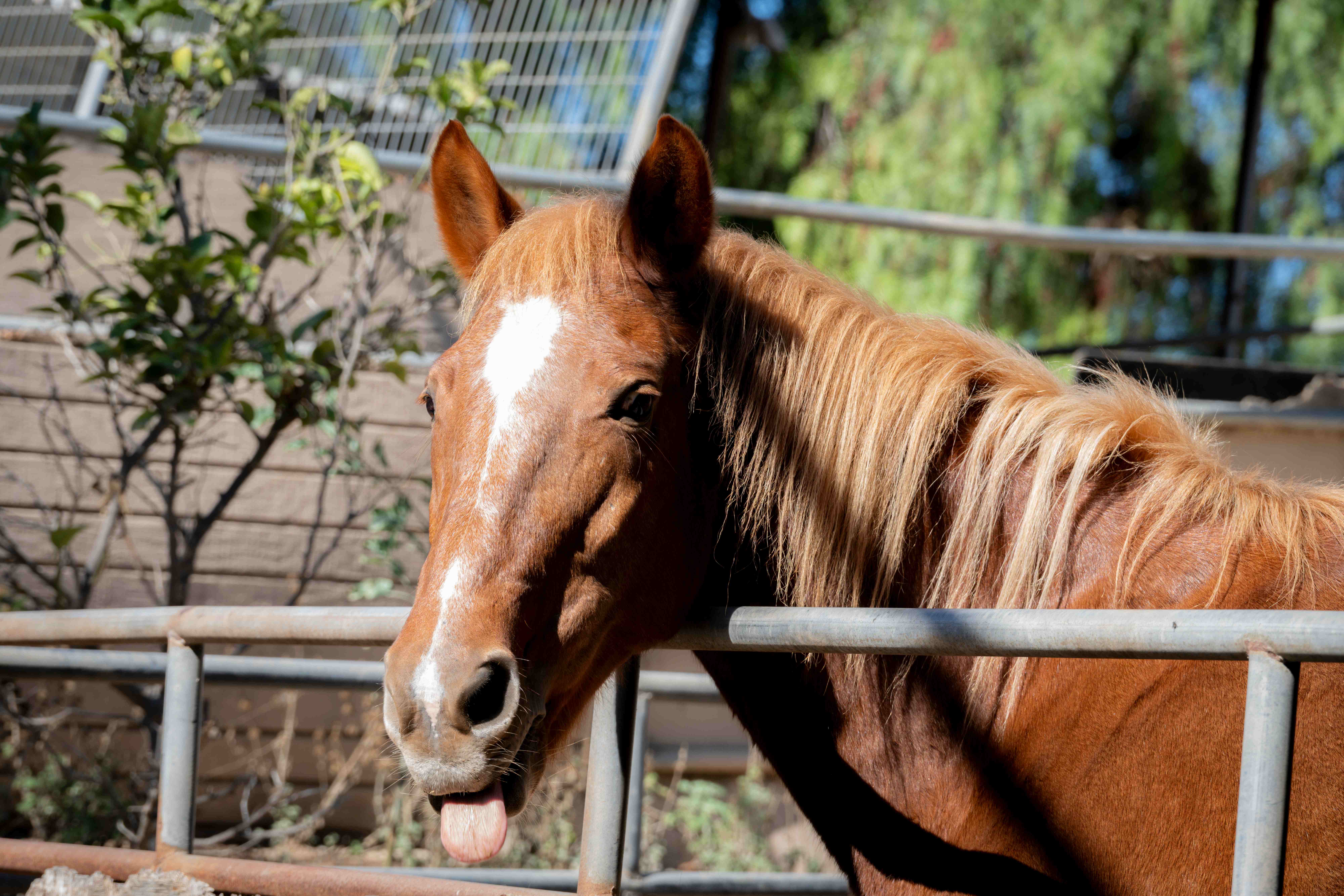 Chestnut horse with flaxen mane playfully sticking tongue out over metal fence rail