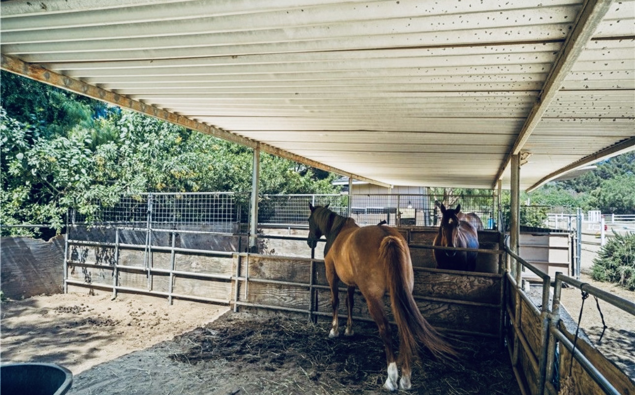 Horses in covered stable with metal railings