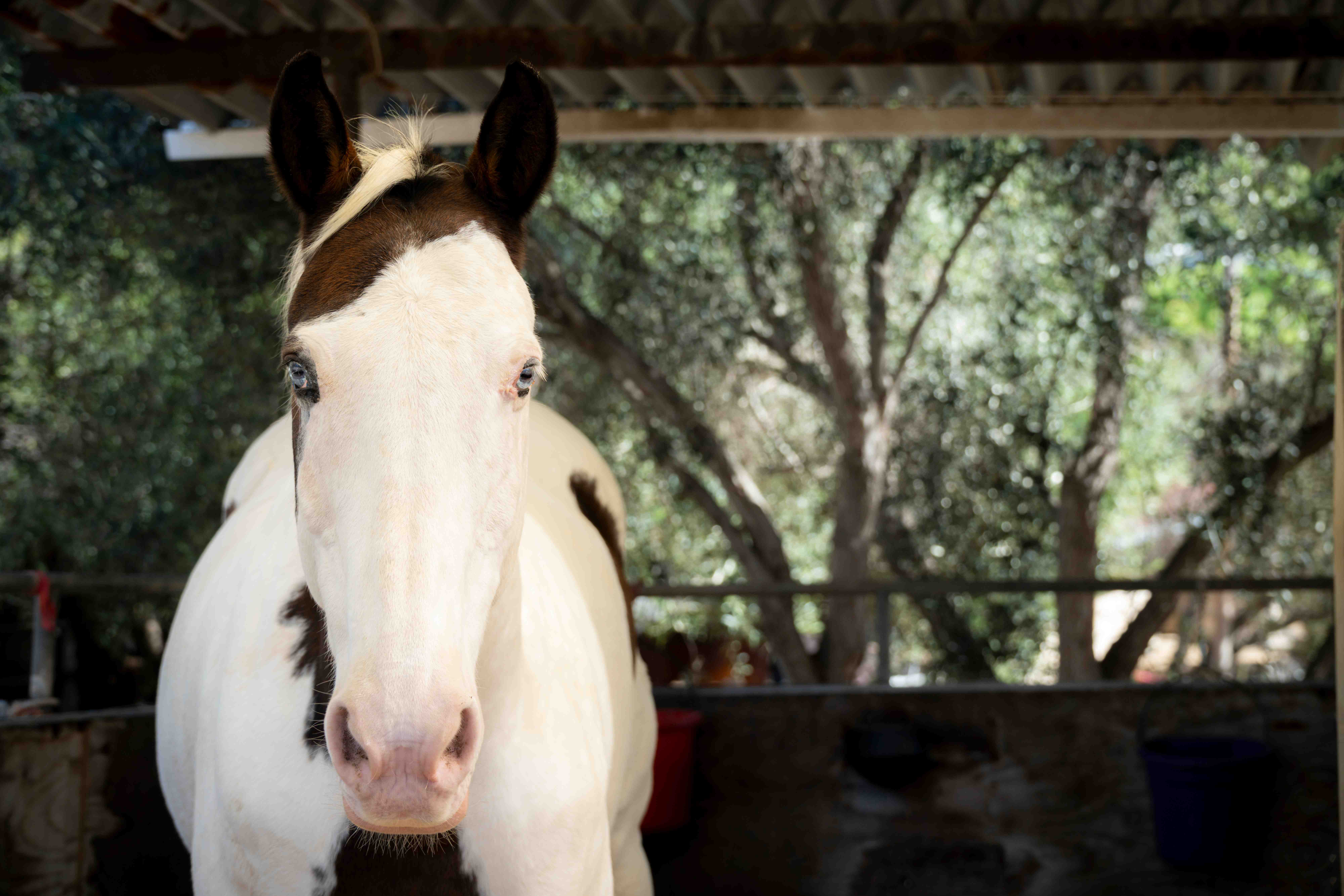 Close-up portrait of paint horse with distinctive white and brown markings and striking blue eyes under covered stable