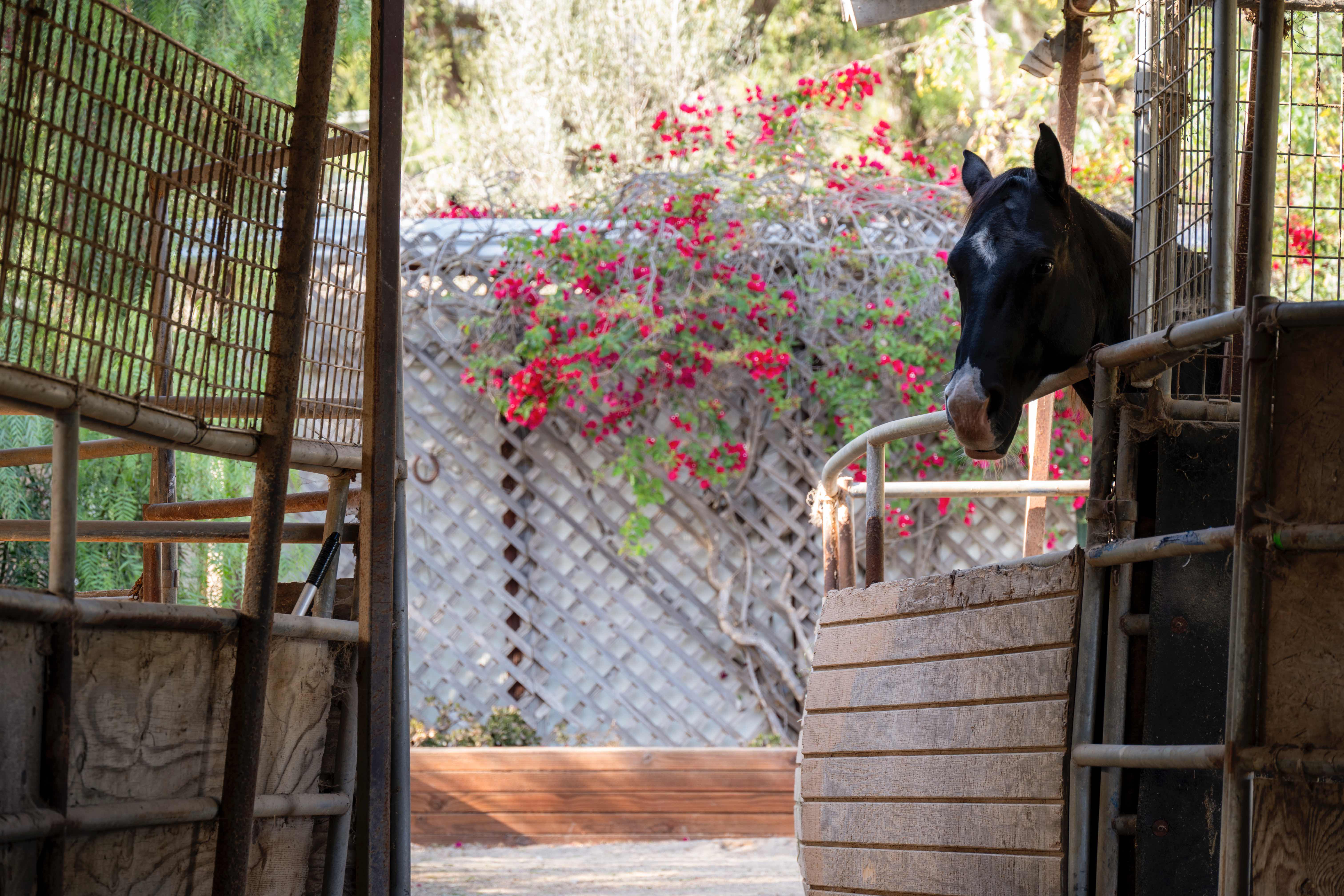 Black horse with white blaze peeking from rustic stable with bamboo fencing and red bougainvillea backdrop