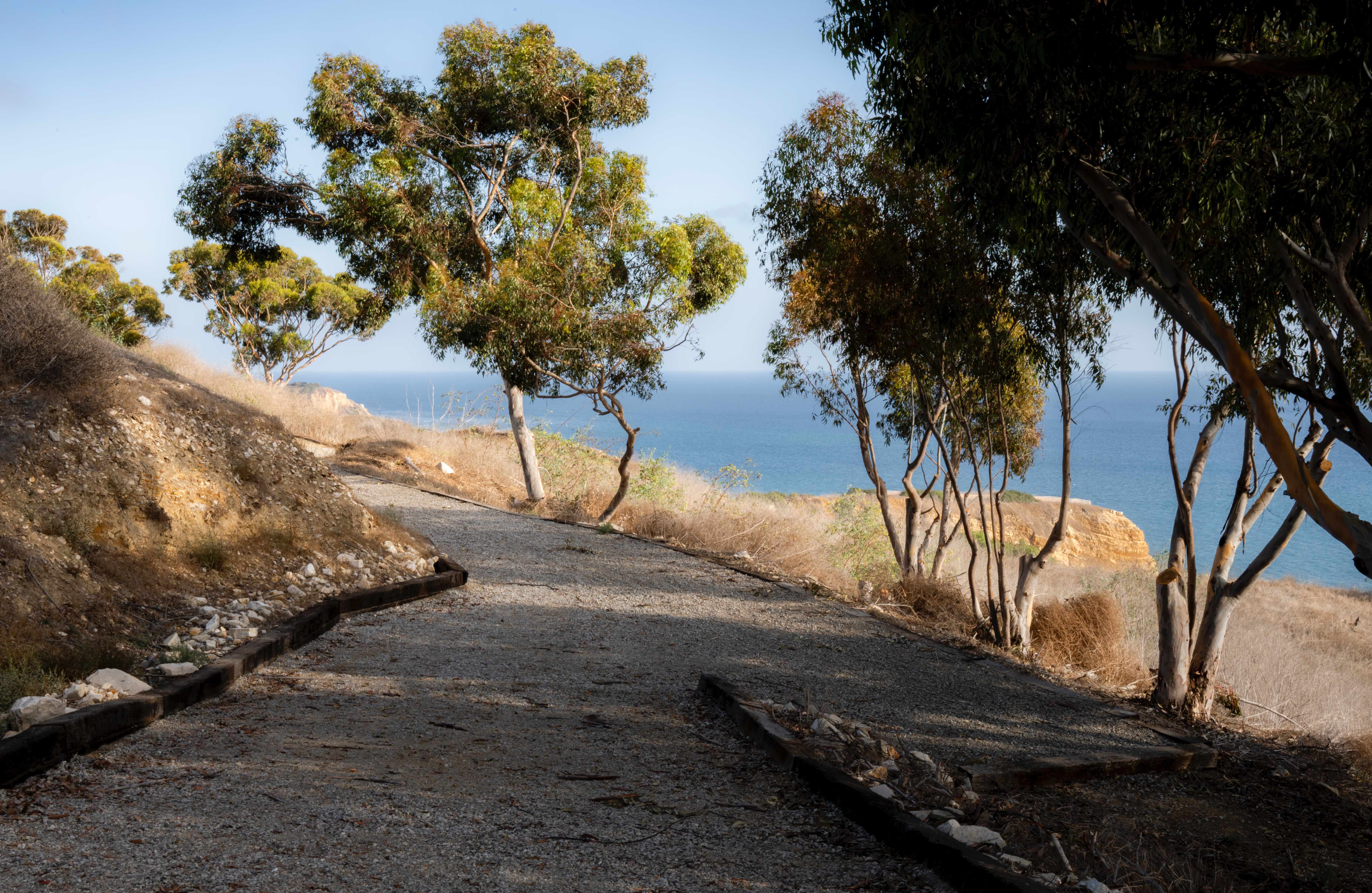 Gravel pathway lined with eucalyptus trees leading toward ocean and coastal cliffs