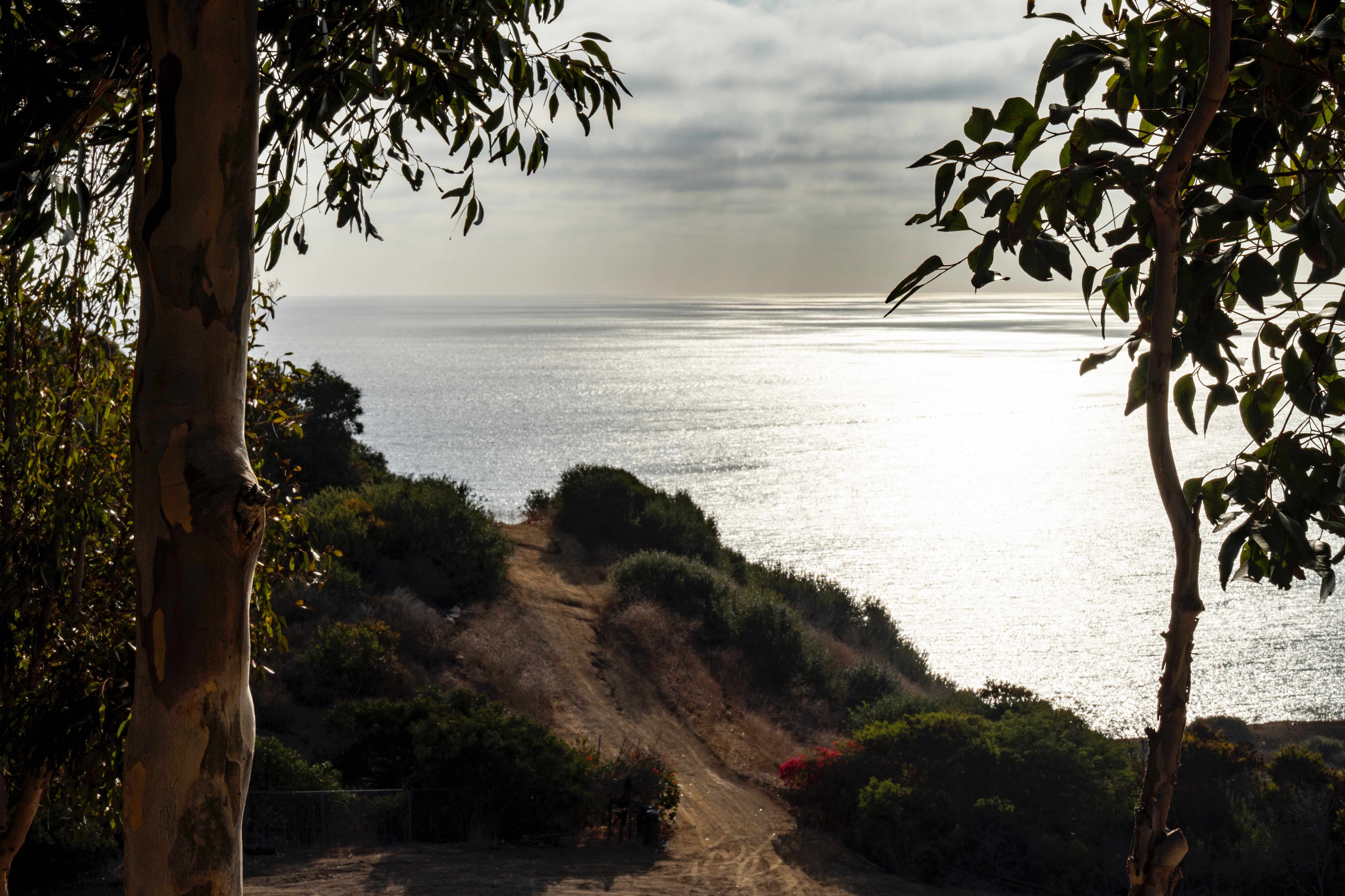Ocean view framed by eucalyptus trees with coastal cliffs and sparkling water
