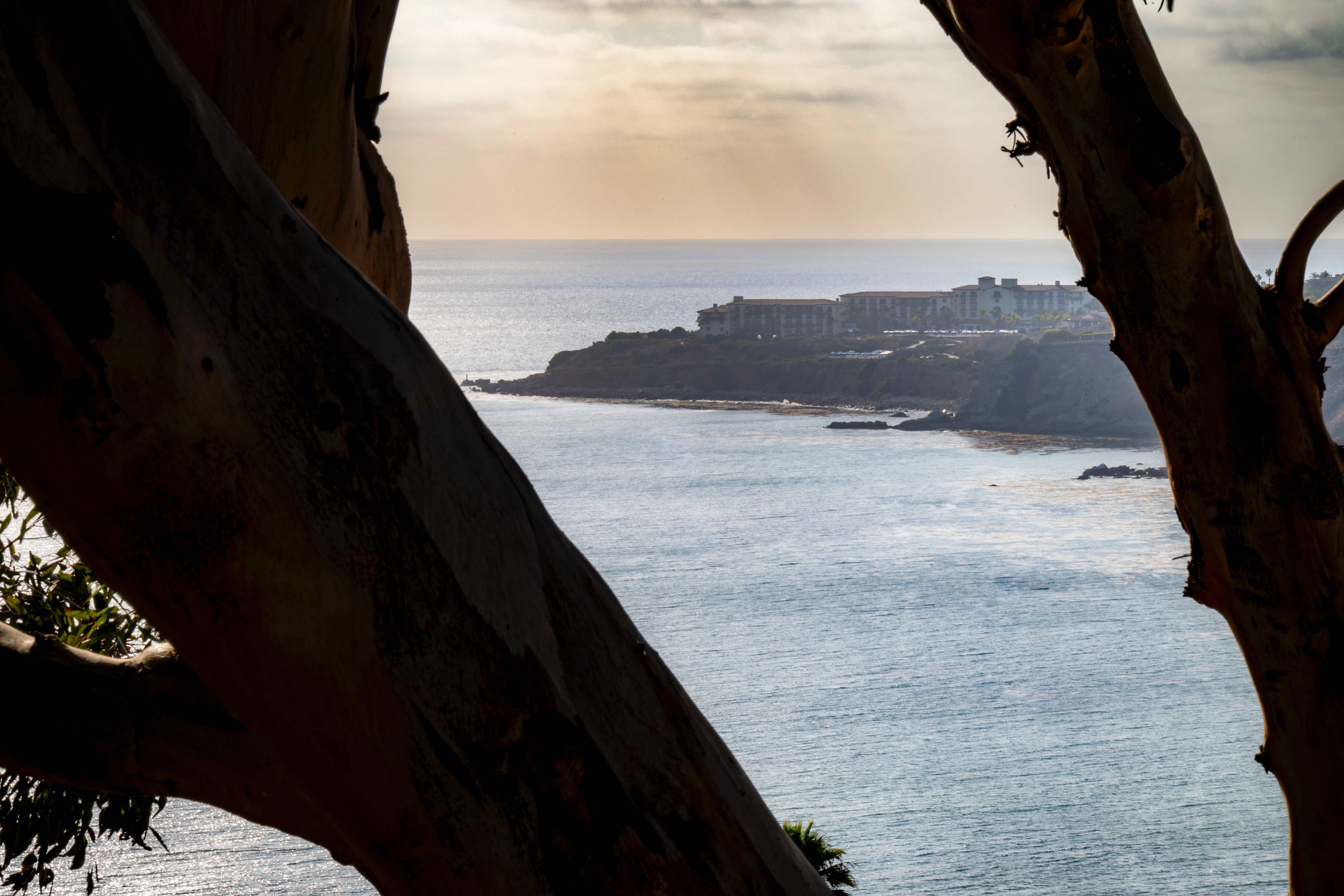 Coastal building framed through tree trunks overlooking the ocean